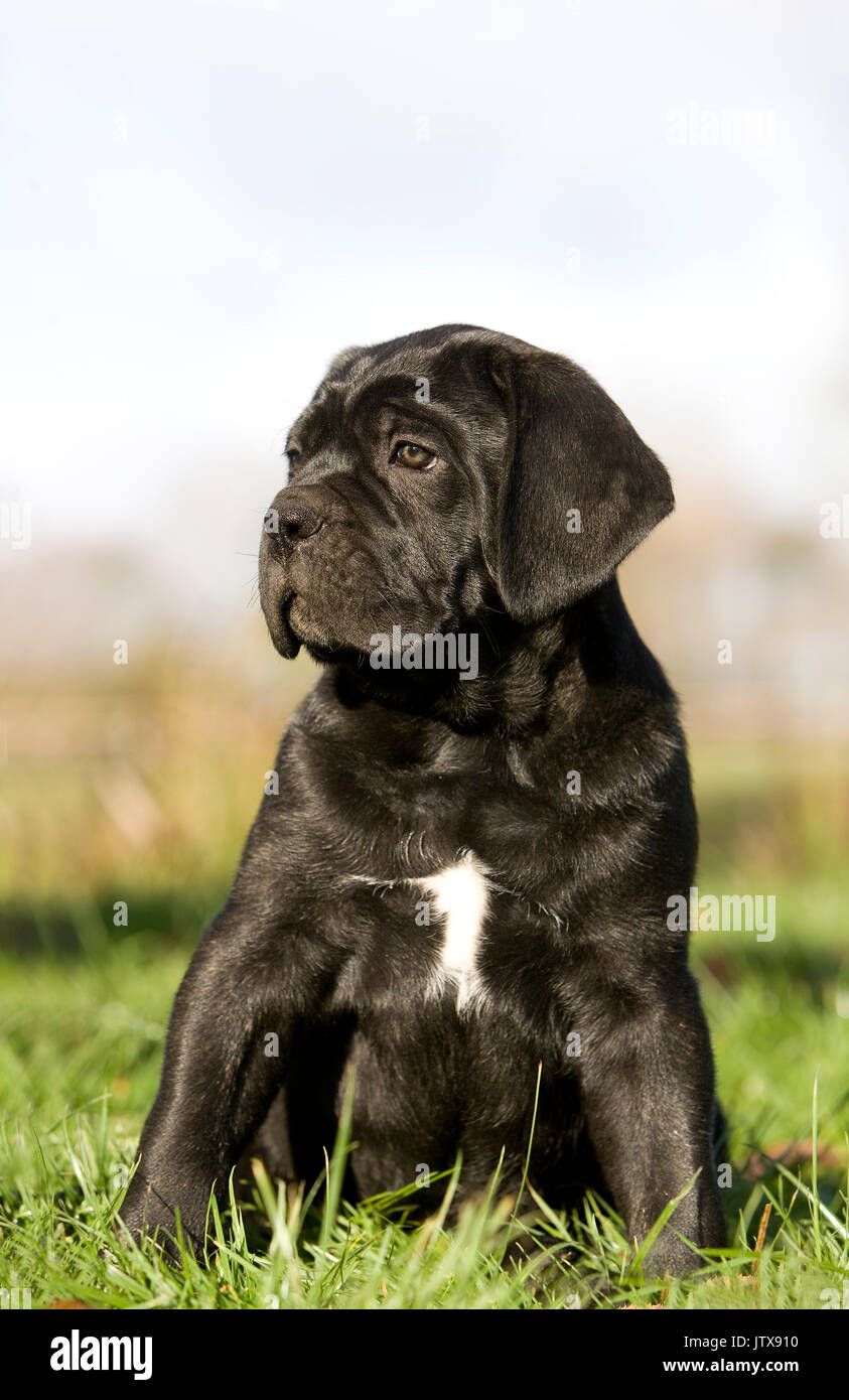 Young cane corso Banque de photographies et d'images à haute résolution -  Page 7 - Alamy