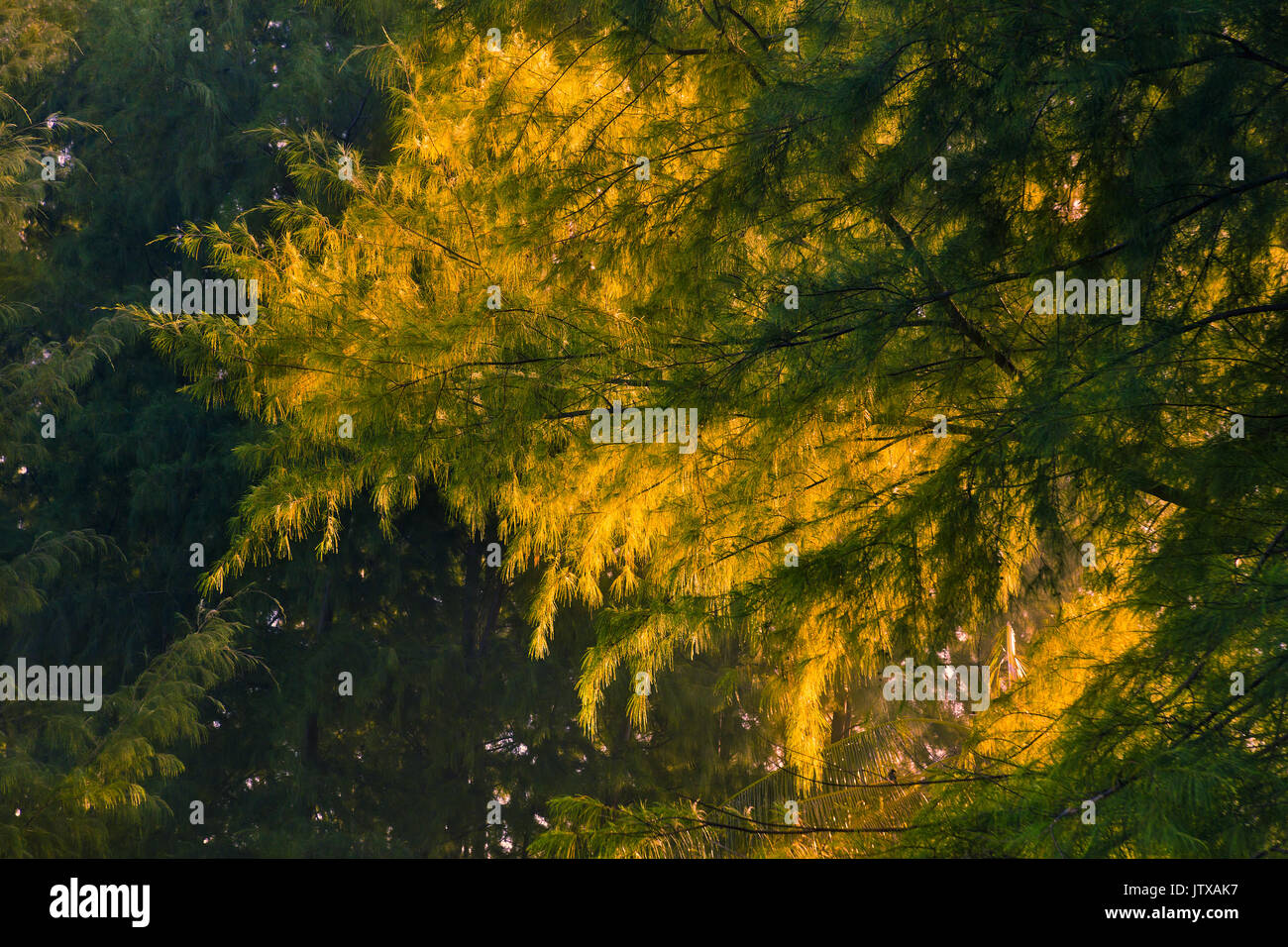 De pins avec des couleurs chaudes de l'aube, montrant la beauté de la nature, bon pour la nature fond thème Banque D'Images