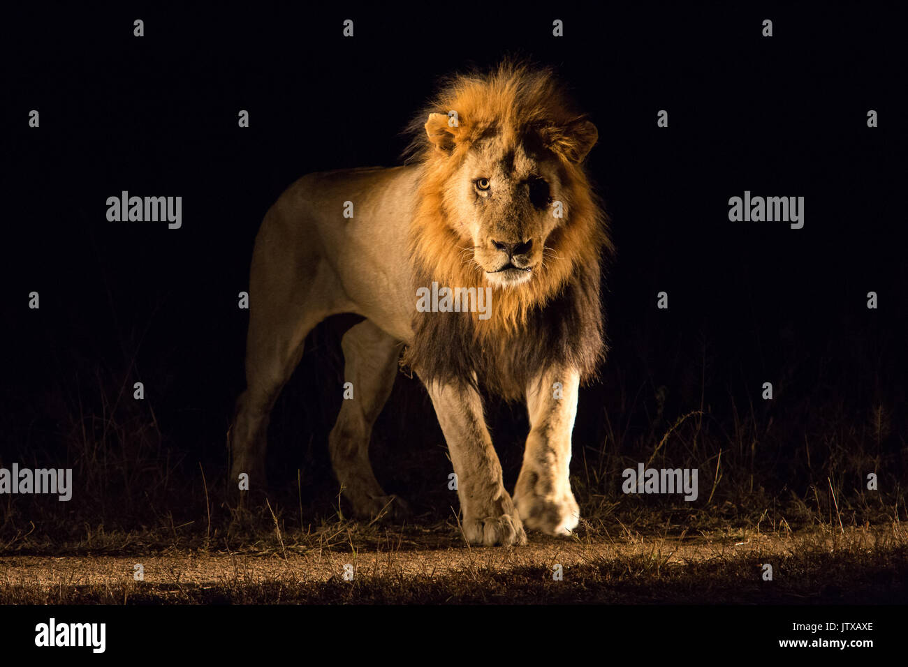 Male lion (Panthera leo) debout face à l'appareil photo de nuit Banque D'Images