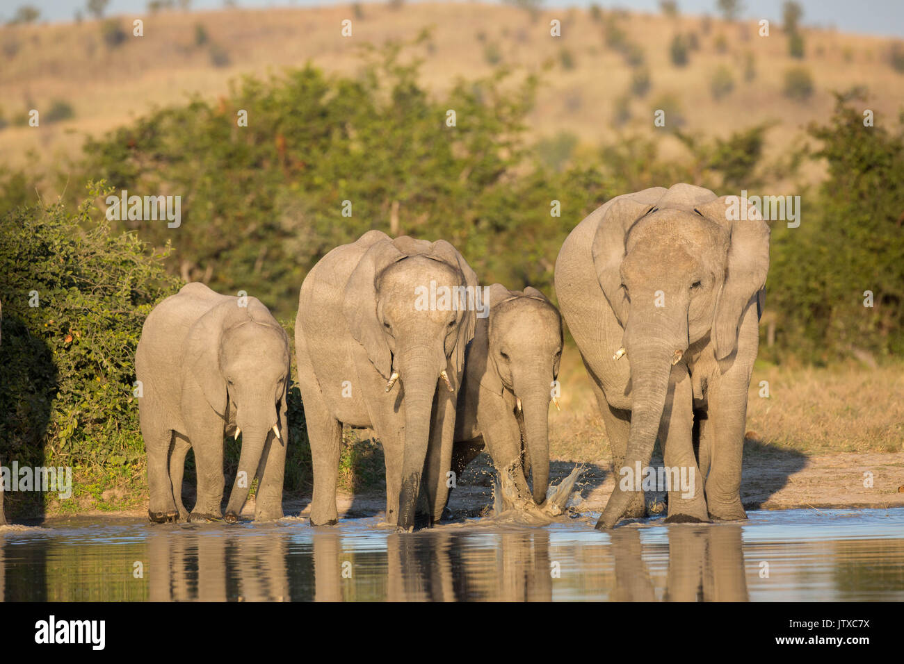 Vue panoramique d'un troupeau d'éléphants boire côte à côte à un point d'eau naturel dans Savuti Banque D'Images