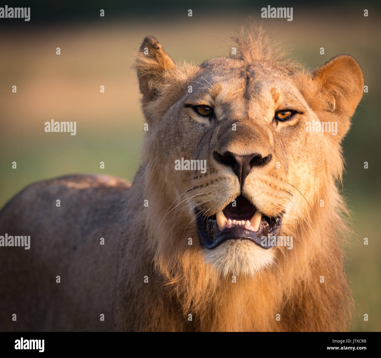 Sous-lion mâle adulte, membre de la fierté, Savuti Marsh Banque D'Images