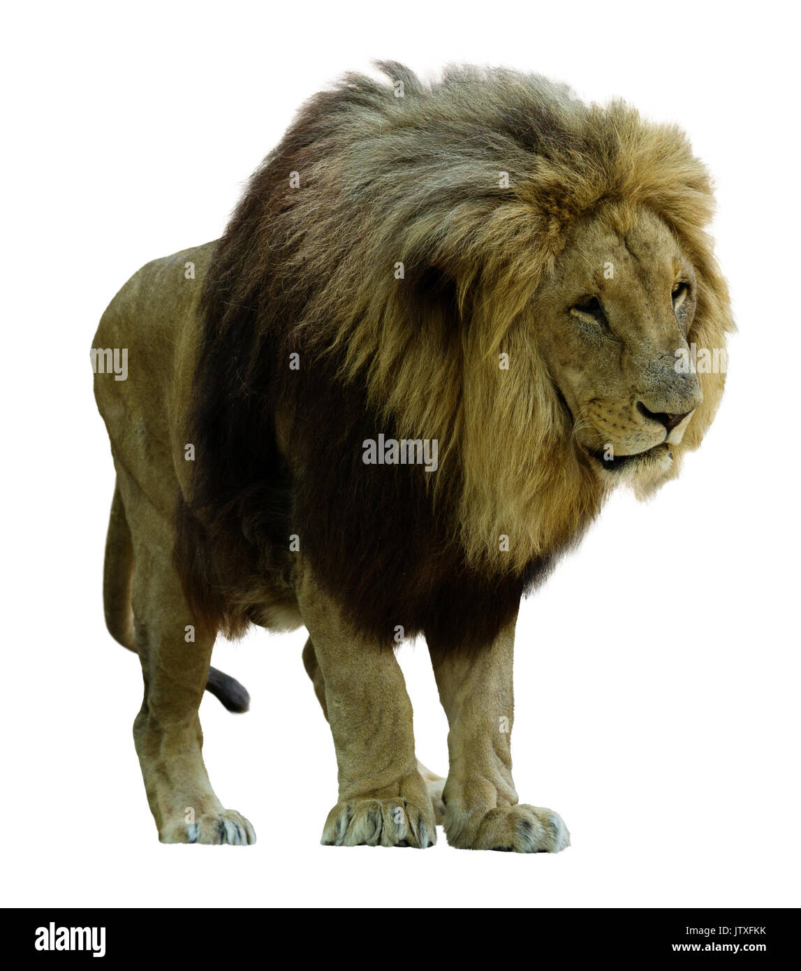 L'article lion (Panthera leo). Isolé sur fond blanc Banque D'Images