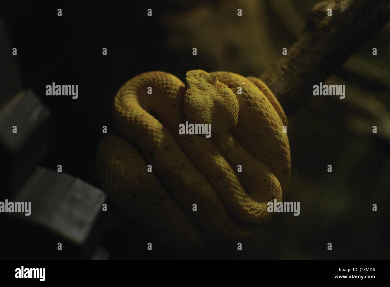 Un serpent jaune enroulé sur une branche en attente Banque D'Images