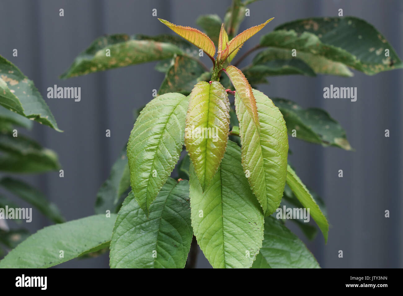 Les jeunes feuilles de Prunus avium Lapins cherry plante Banque D'Images