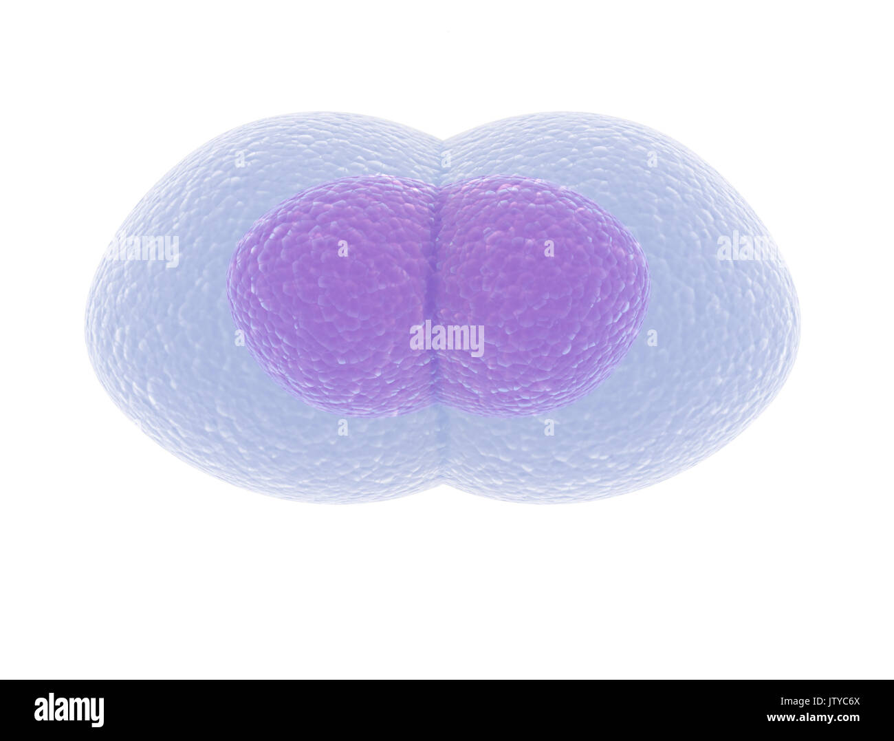 La mitose ou division cellulaire, le cycle de vie cellulaire, 3d illustration Banque D'Images