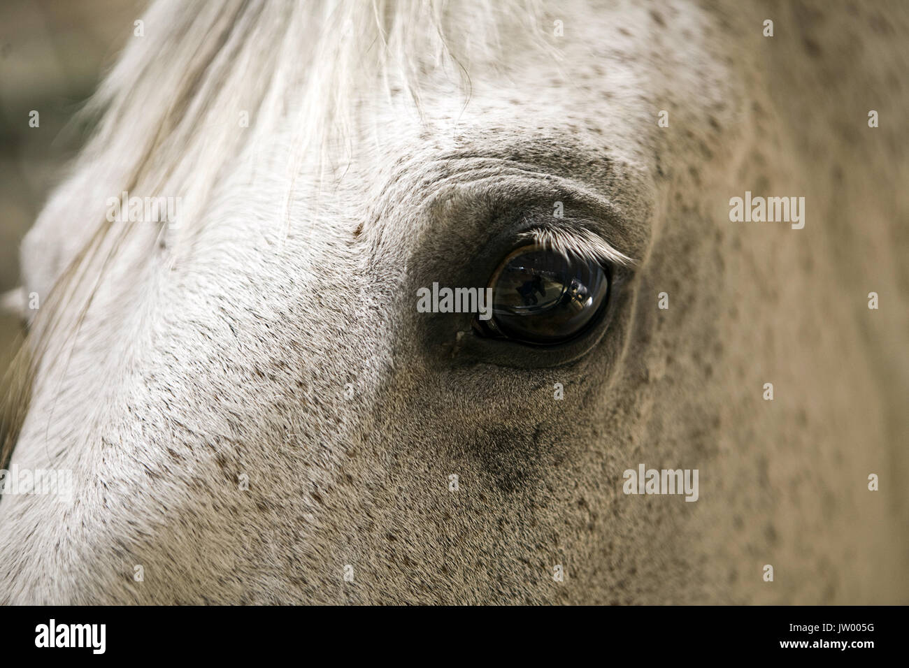 Détail de la tête de cheval de pure race espagnole, Andalousie, Espagne Banque D'Images