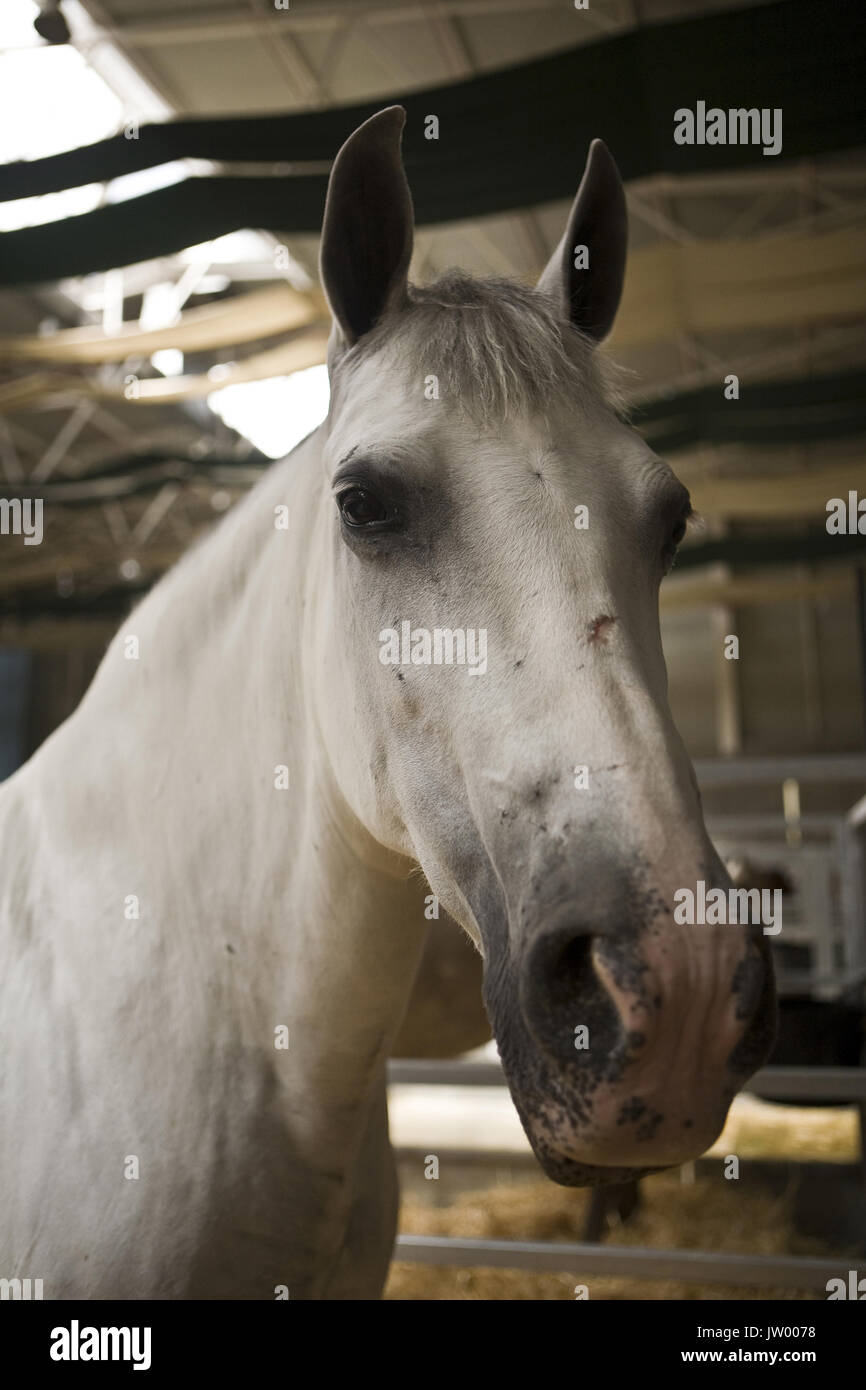 Détail de la tête de cheval de pure race espagnole, Andalousie, Espagne Banque D'Images