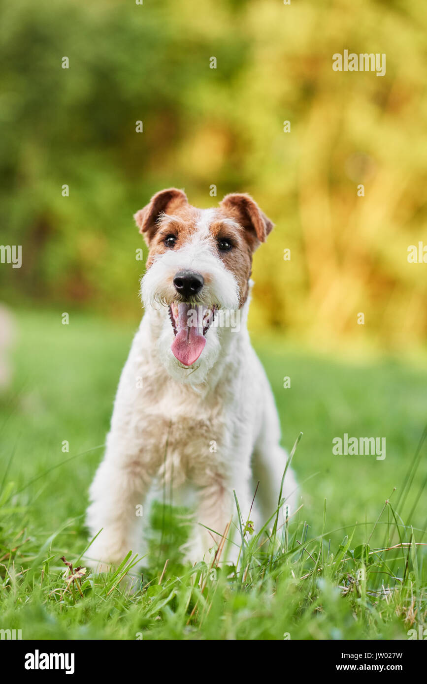 Shot verticale d'une belle heureux et en santé, le fox terrier puppy sitting dans l'herbe en jouant à l'extérieur. Banque D'Images