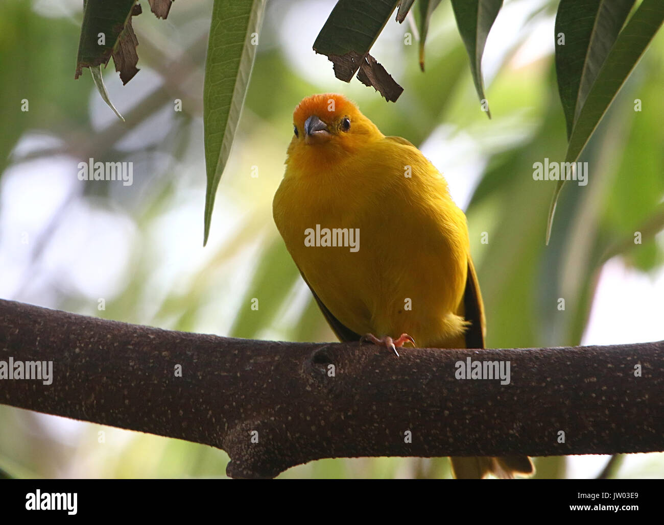 Hommes sud-américain (Sicalis flaveola Saffron Finch), originaire de l'ensemble du bassin amazonien. Banque D'Images
