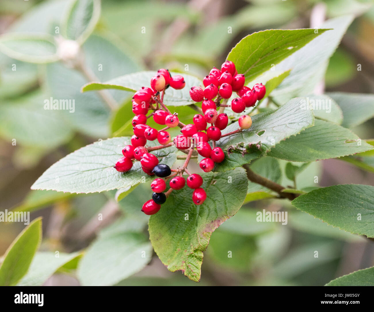 Fruits rouges Banque D'Images