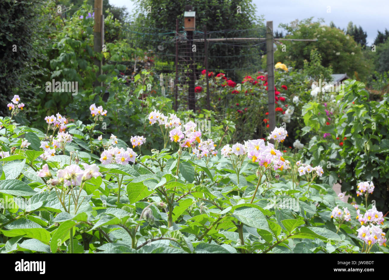 Un jardin doté d'allotissement de banlieue prospère pommes de terre Desiree (au premier plan) lors d'une journée ensoleillée en été (juin) sur un porte-ouverte, Sheffield, Royaume-Uni Banque D'Images