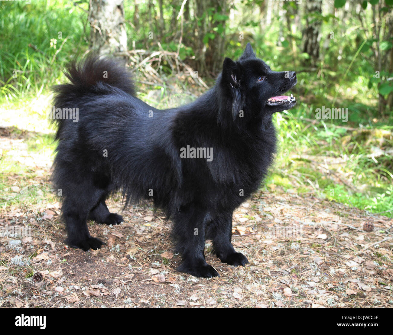 Lapphund suédois 2011 Banque D'Images