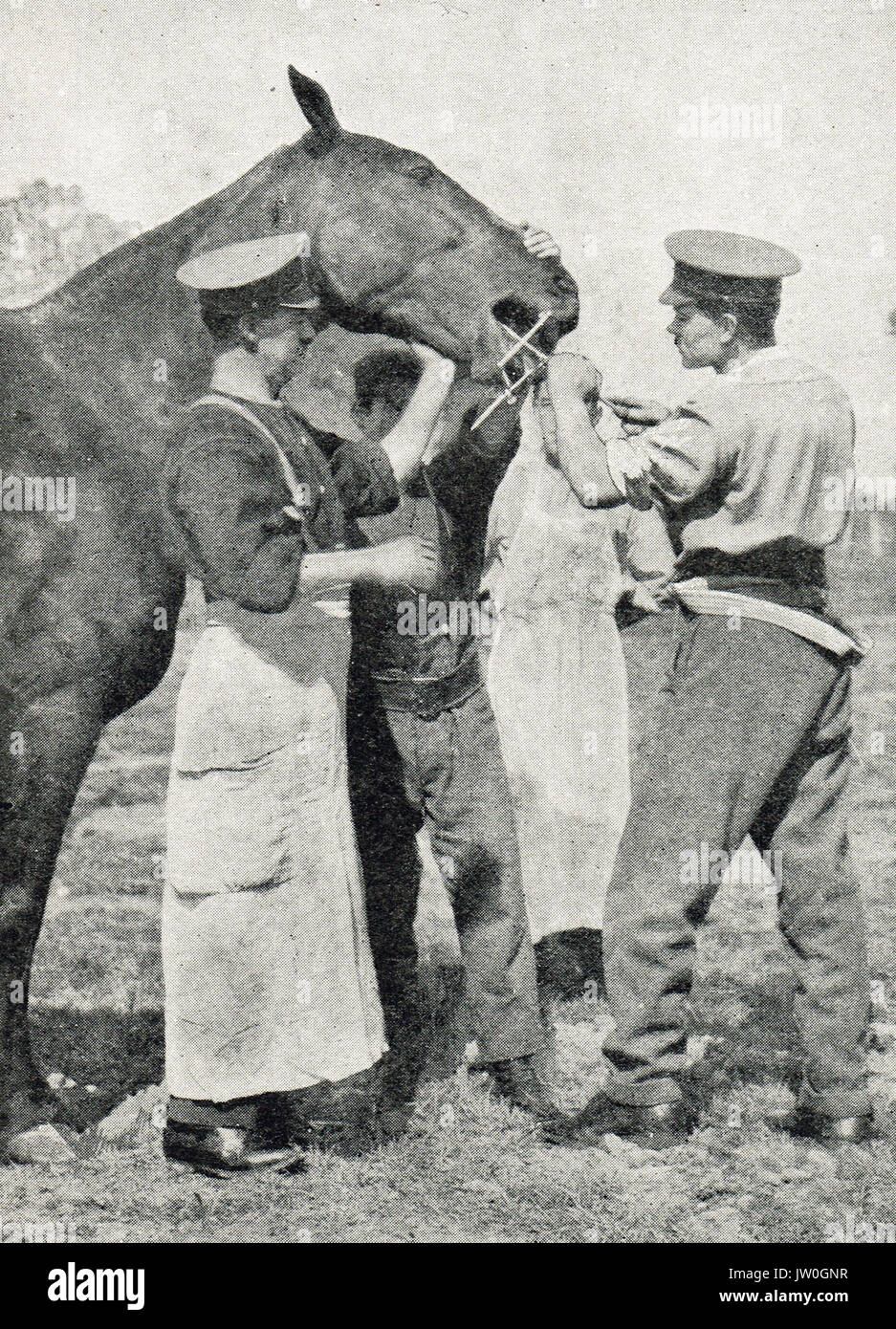 Dentiste equin au travail, Front de l'Ouest, France, WW1 Banque D'Images