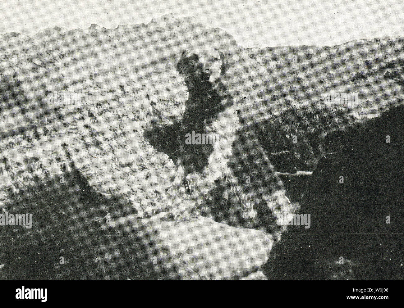 L'un des chiens de guerre de Richardson dans une tranchée en Flandre, WW1 Banque D'Images