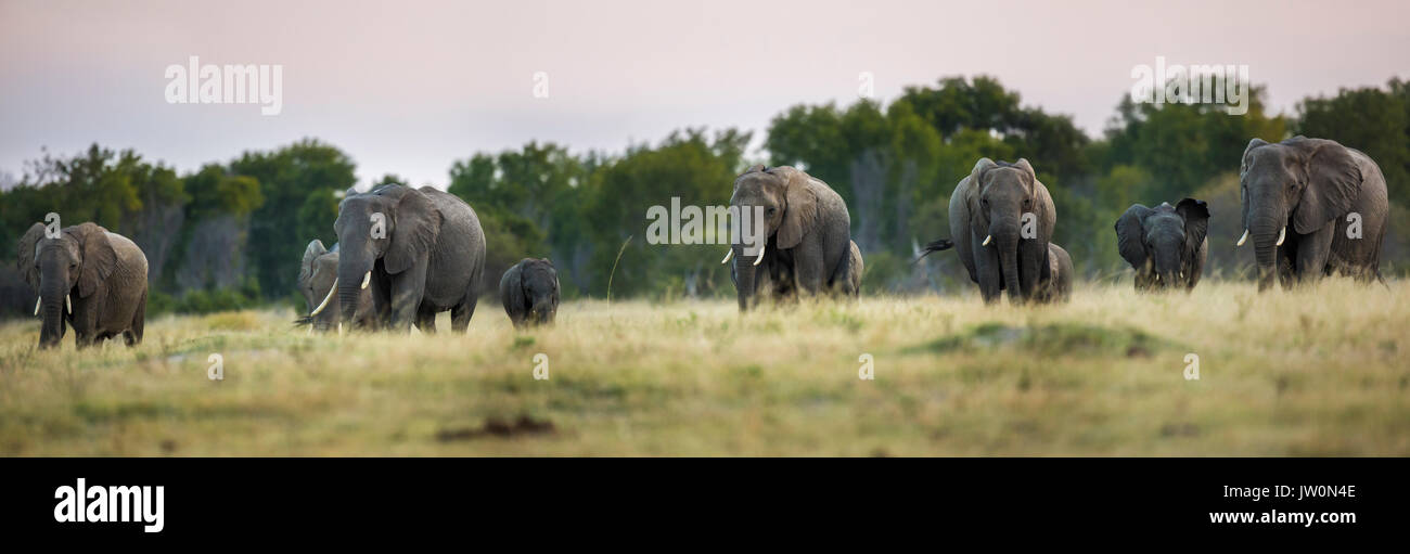 Vue frontale d'un troupeau d'éléphants (Loxodonta africana) marcher dessus de veld Banque D'Images