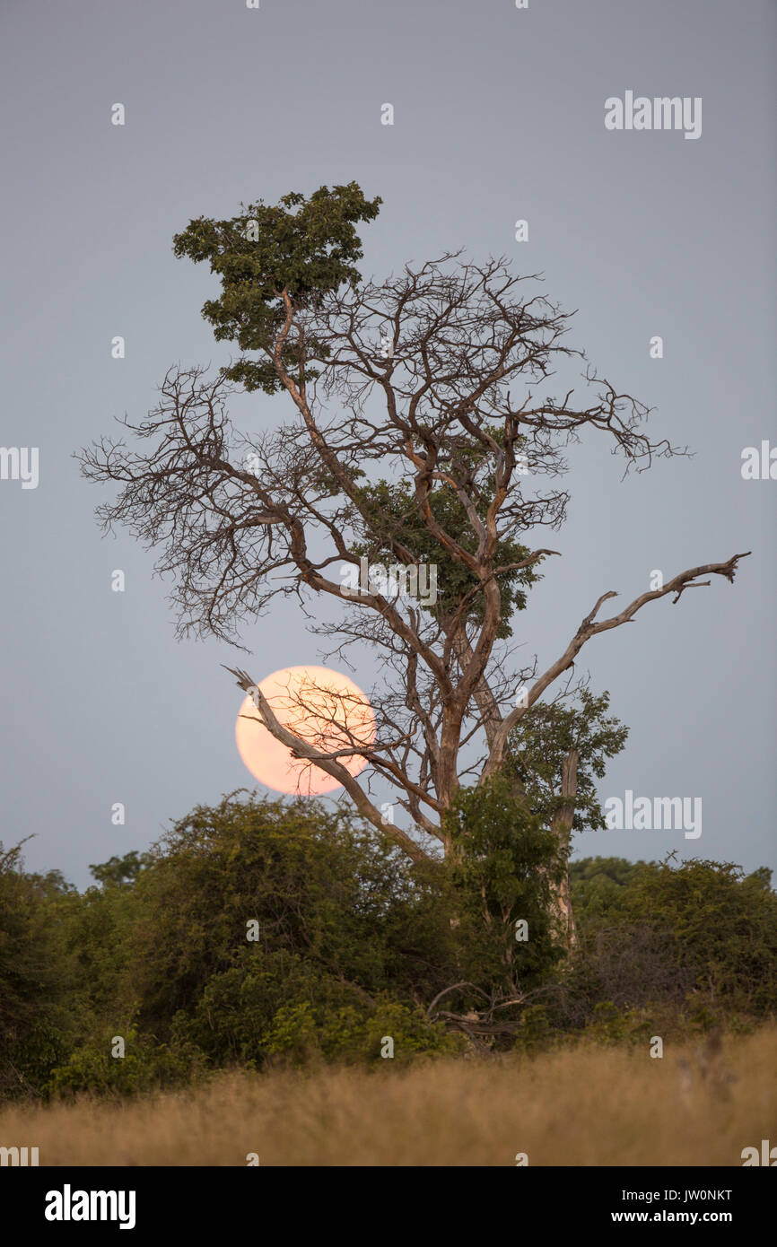 Pleine lune derrière un arbre Msasa Hwange dans Banque D'Images