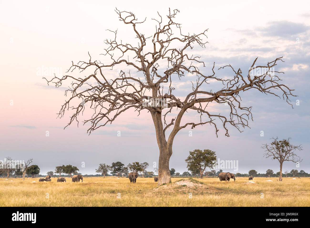 Vue panoramique sur une savane à herbe courte avec un seul arbre mort leadwood et scatterd troupeau d'éléphants (Loxodonta africana) Banque D'Images