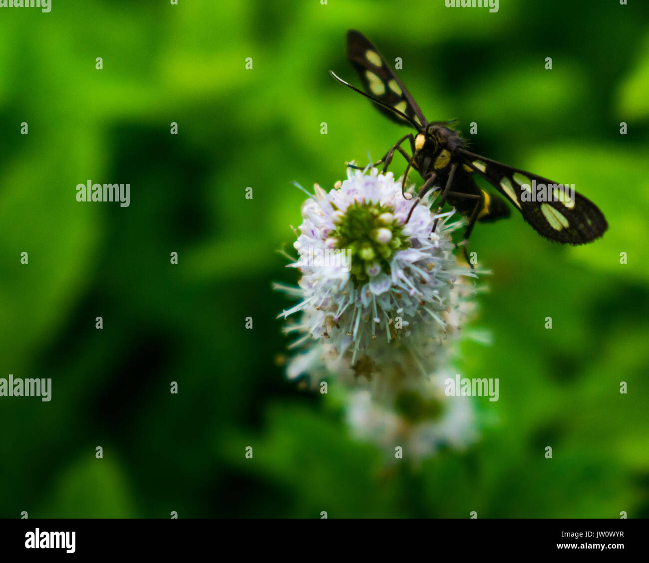 Un bug noir et jaune survoler une fleur Banque D'Images
