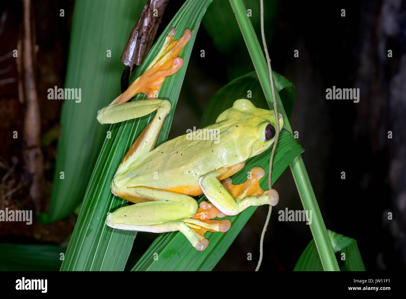 Dark-eyed, "Agalychnis spurrelli"-Costa Rica Banque D'Images