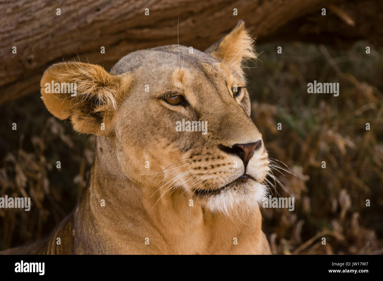 Lioness (Panthera leo) couching pour se reposer, en attendant le bon moment pour chasser Banque D'Images