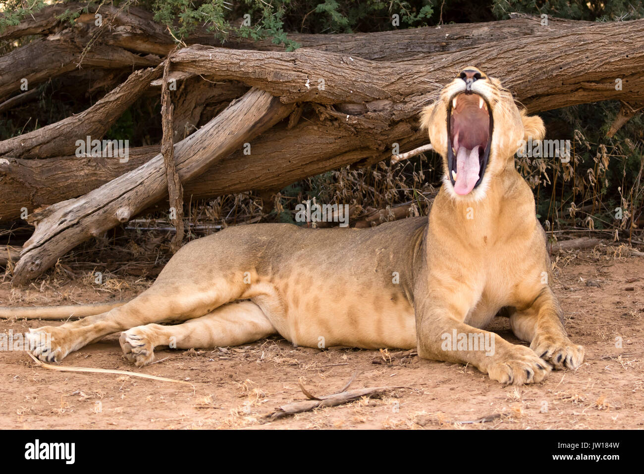 Lioness (Panthera leo) couching pour un repos, les bâillements et attendant le bon moment pour chasser Banque D'Images