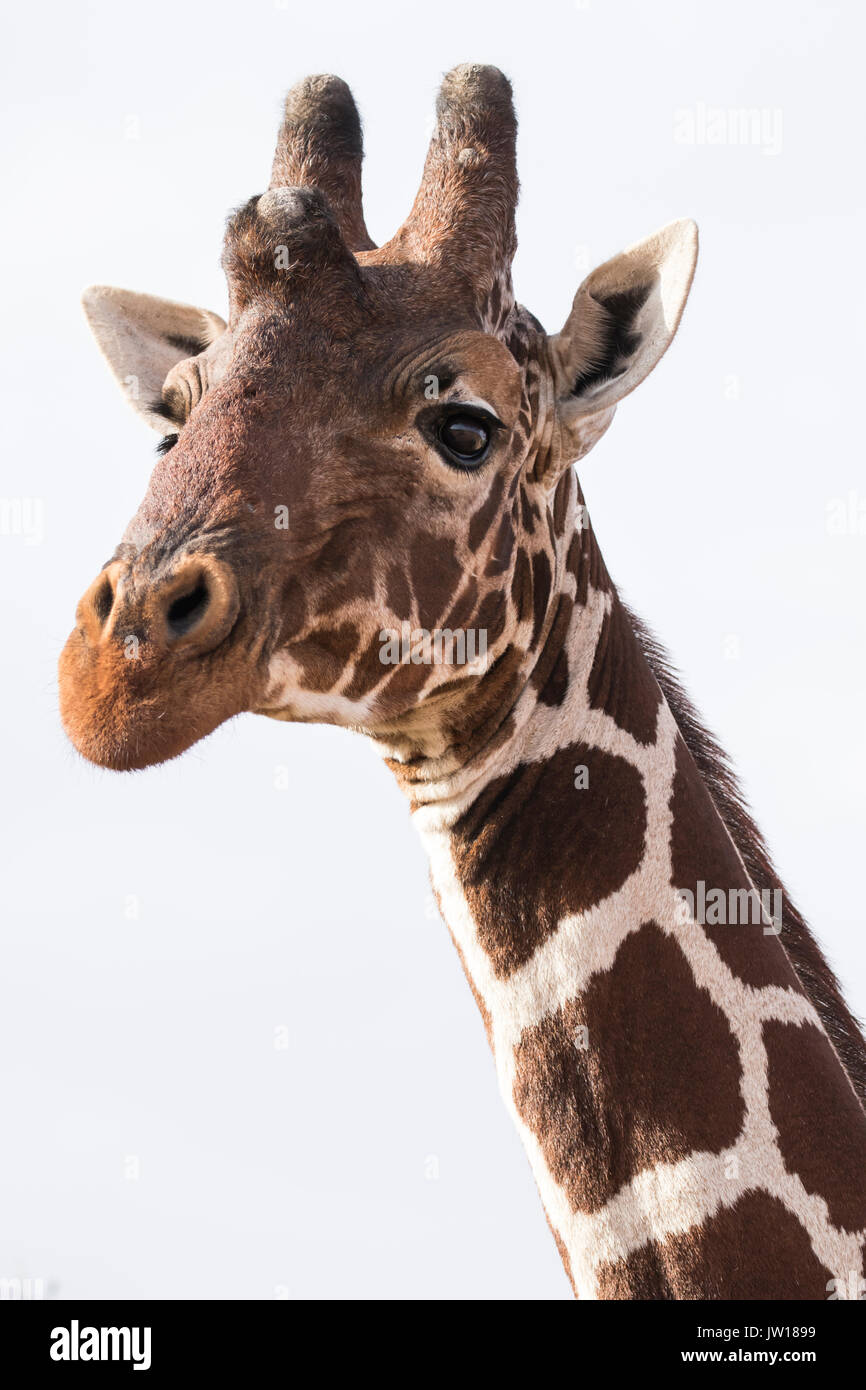 Giraffe réticulée (Giraffa camelopardalis reticulata) obtenir curieux au sujet de notre voiture qui passe. À l'agrandissement, notre voiture est visible de son oeil. Banque D'Images
