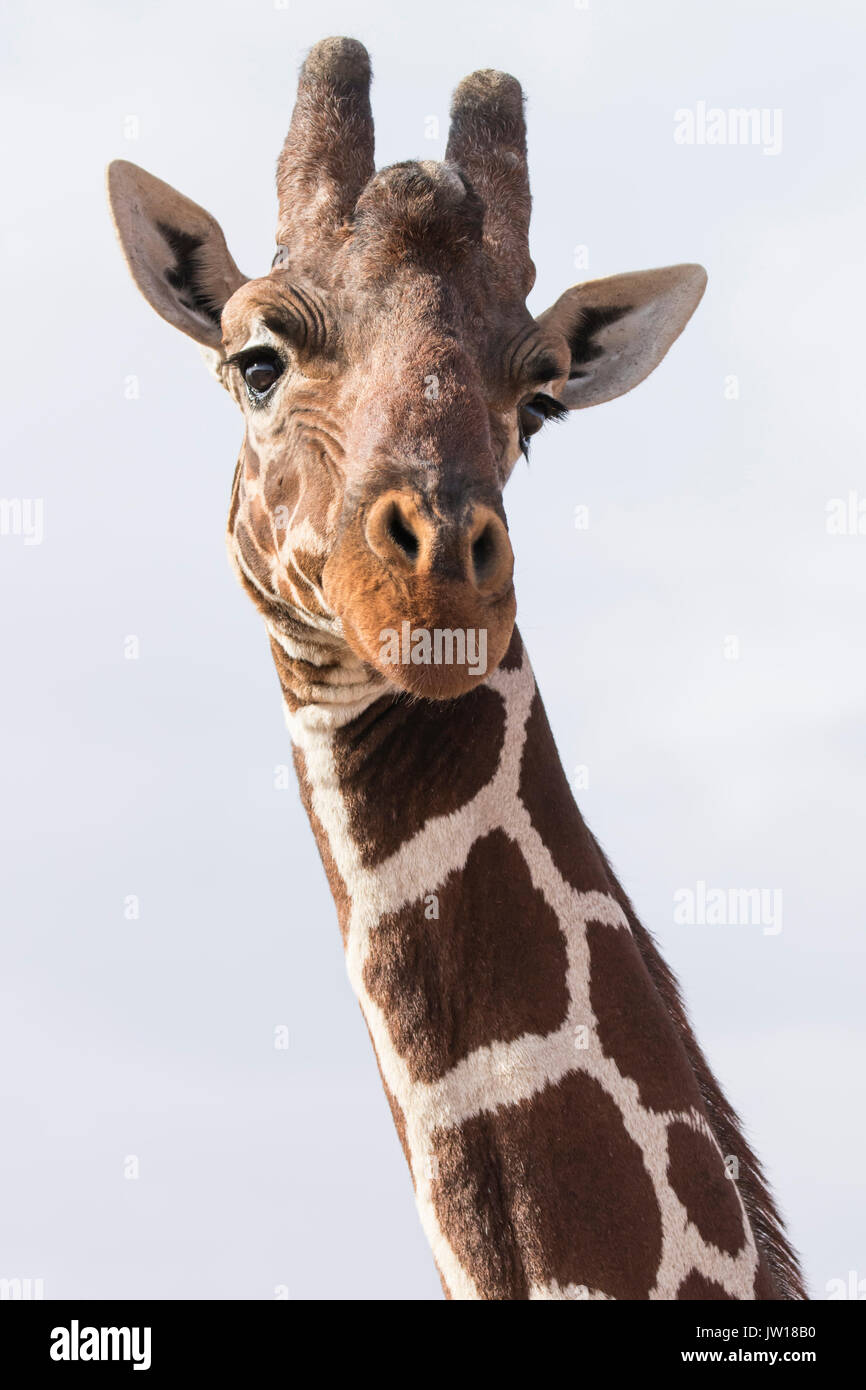 Giraffe réticulée (Giraffa camelopardalis reticulata) obtenir curieux au sujet de notre voiture qui passe. À l'agrandissement, notre voiture est visible de son oeil. Banque D'Images