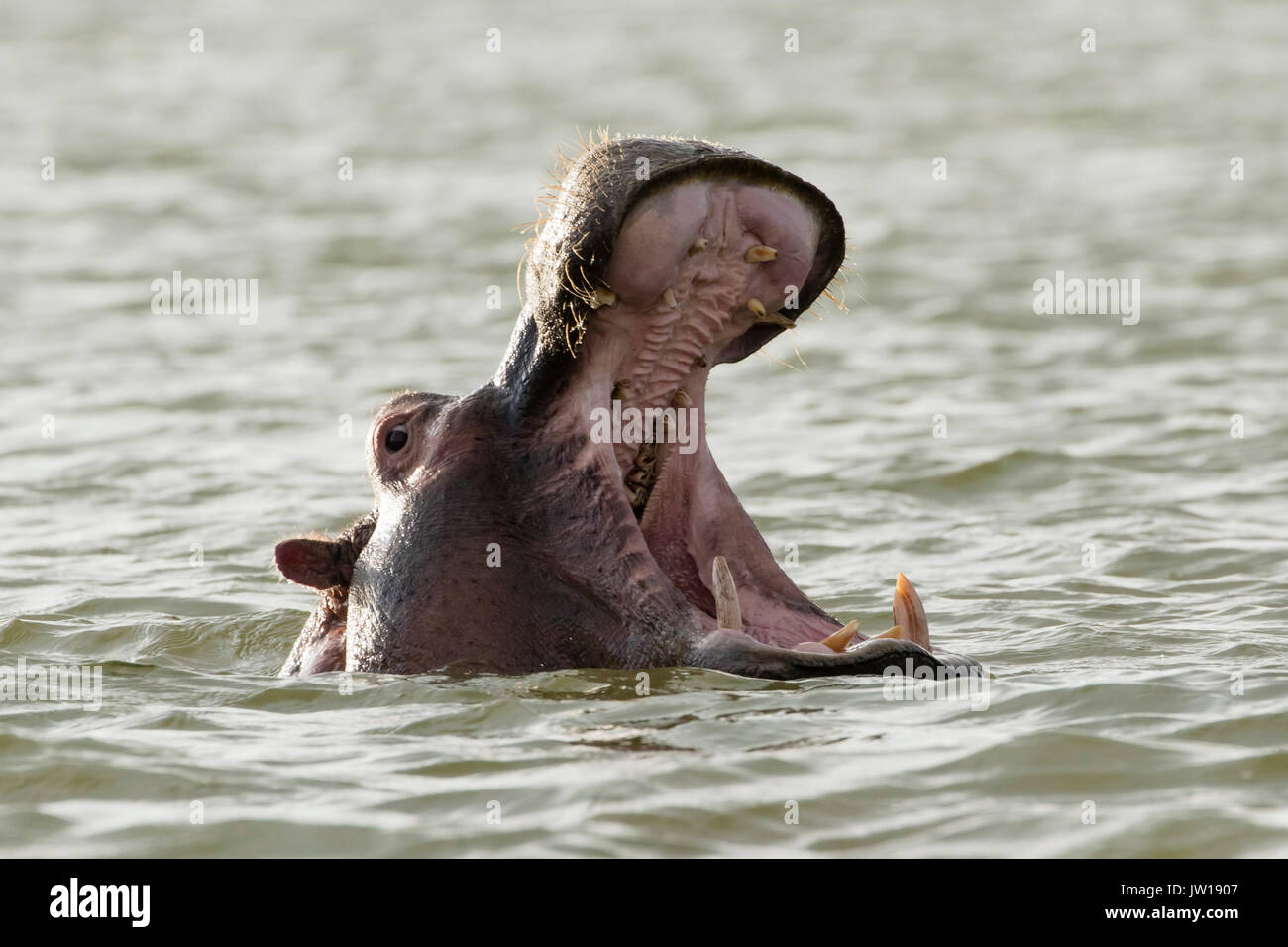 L'Hippopotame commun (Hippopotamus amphibius) yawming tout à tremper dans le lac Banque D'Images