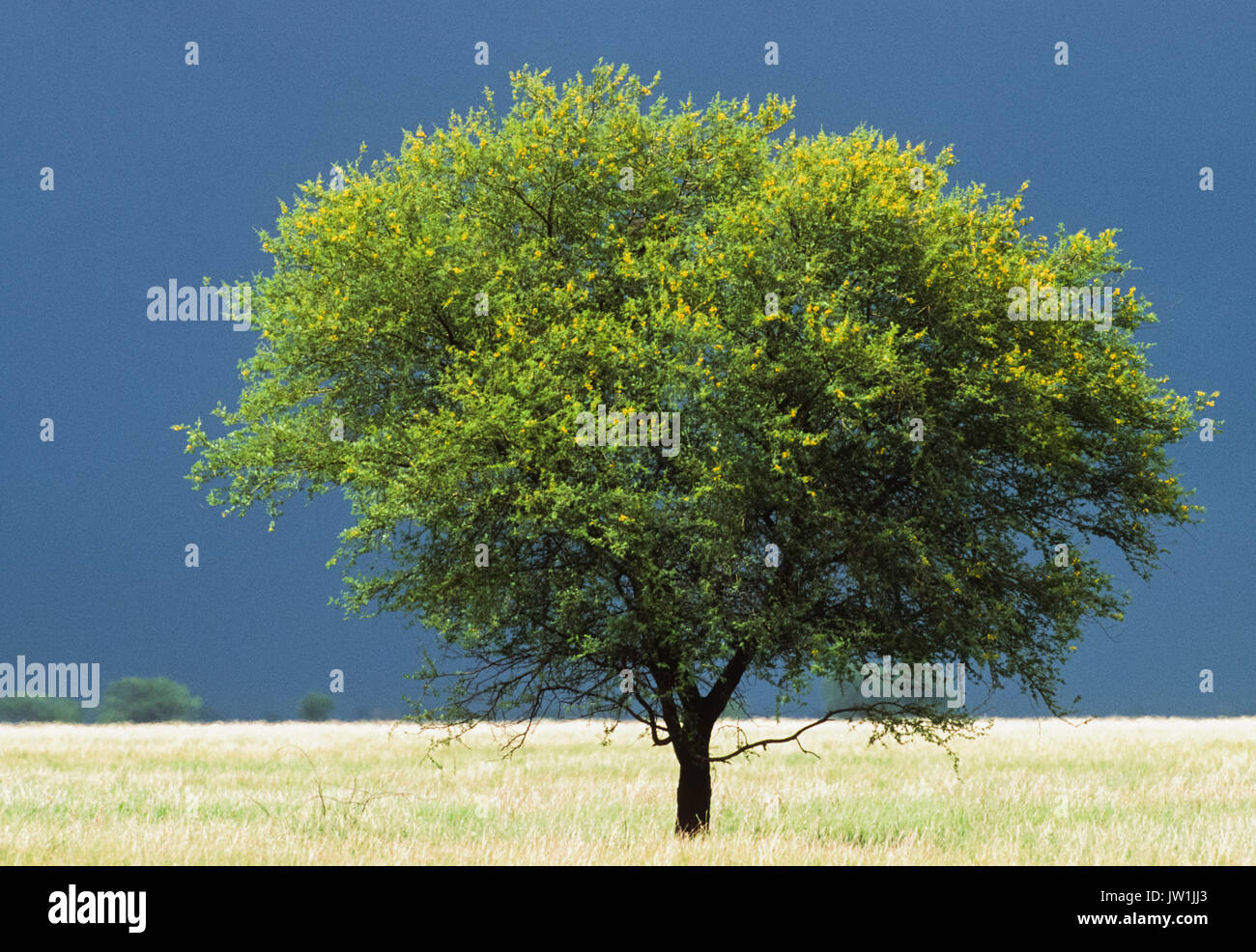 Acacia arbre qui pousse dans les Prairies, parc national, Velavadar Blackbuck, Gujarat, Inde Banque D'Images