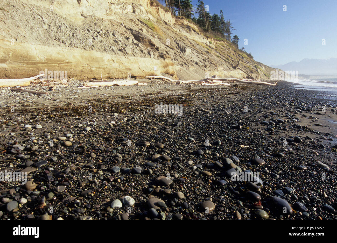 Falaises de Bluff beach, Dungeness National Wildlife Refuge, Washington Banque D'Images