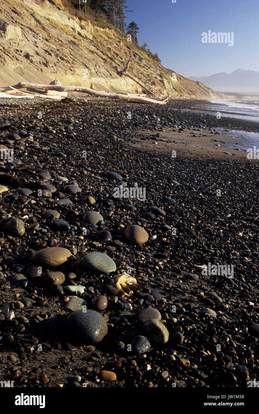 Falaises de Bluff beach, Dungeness National Wildlife Refuge, Washington Banque D'Images