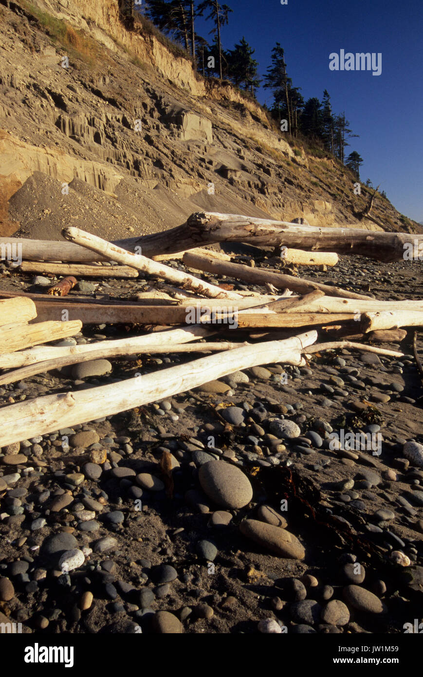 Falaises de Bluff beach, Dungeness National Wildlife Refuge, Washington Banque D'Images