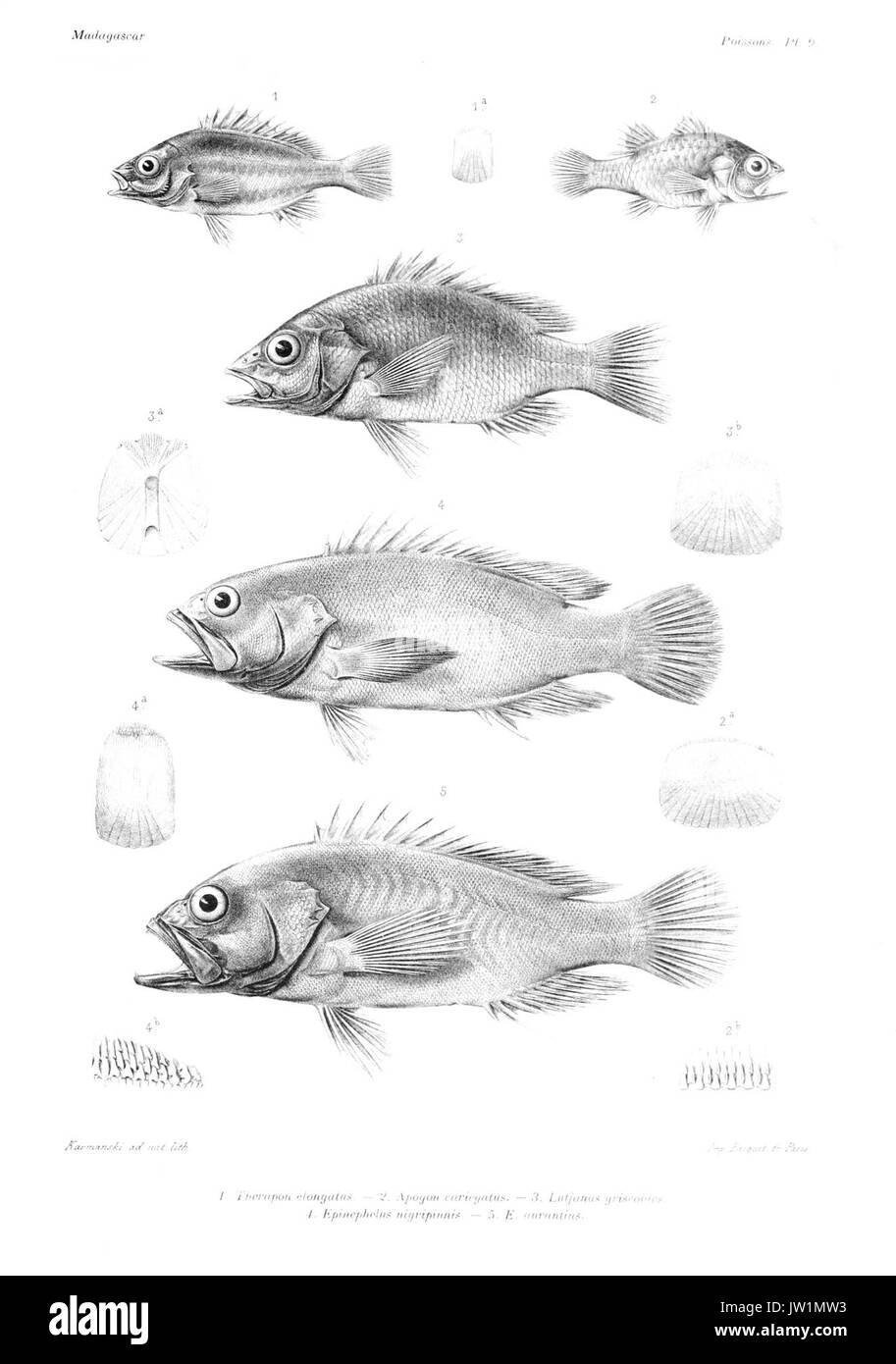 GrandidierMadagascarFishes 0025 Banque D'Images