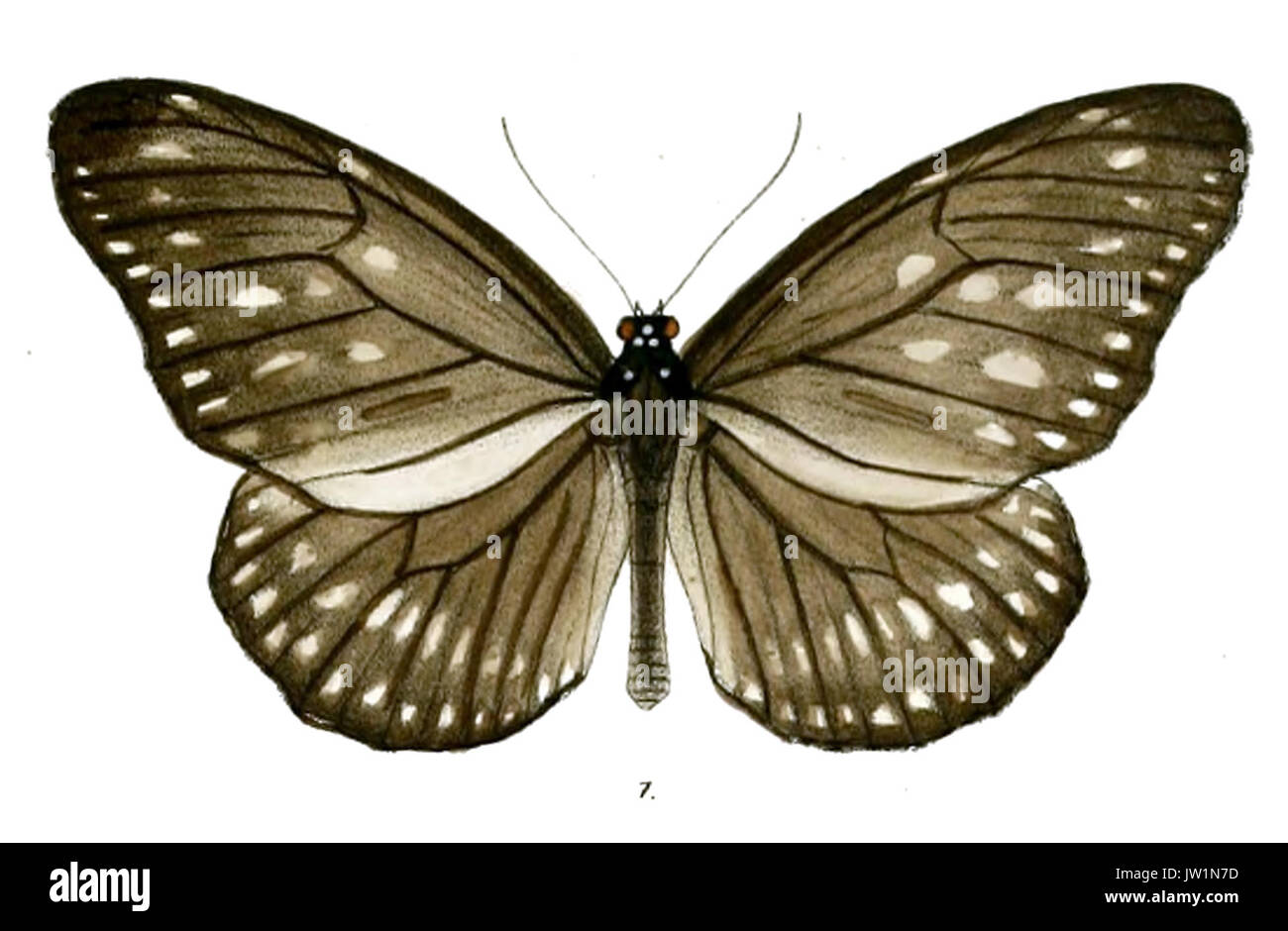 KaradiraAndamanensis 301 Banque D'Images