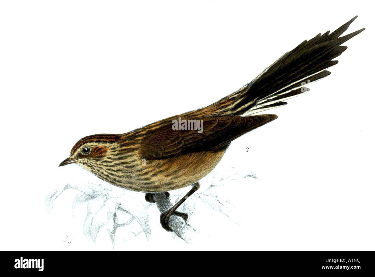 Leptasthenura andicola Joseph Smit Banque D'Images