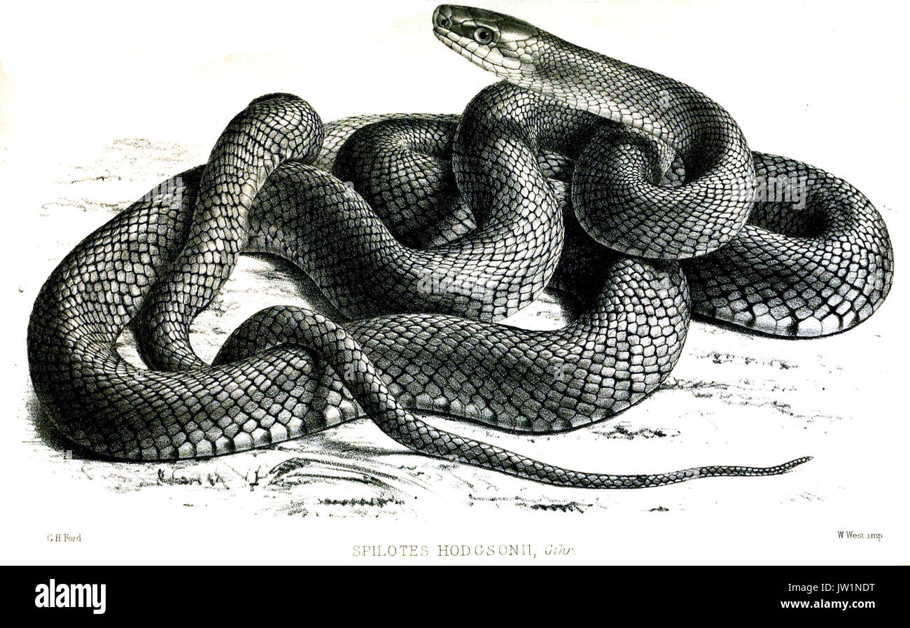 SpilotesHodgsoniFord Banque D'Images