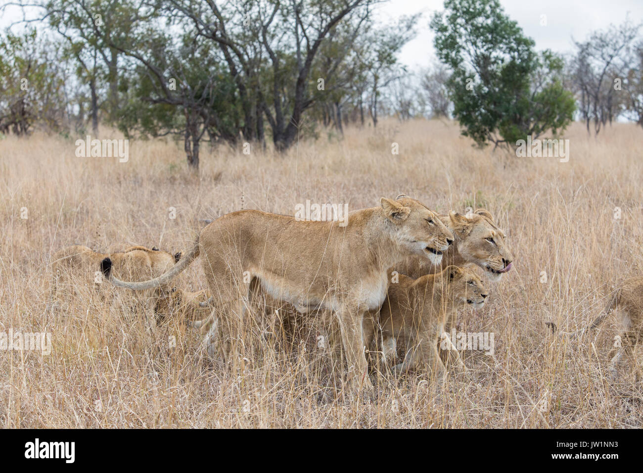 Deux lionnes (Panthera leo) en déplacement avec un cub marcher entre eux Banque D'Images