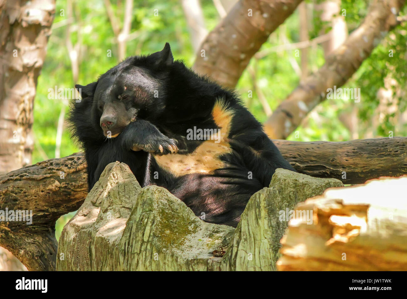 Ours Noir De L Himalaya Banque D Image Et Photos Alamy