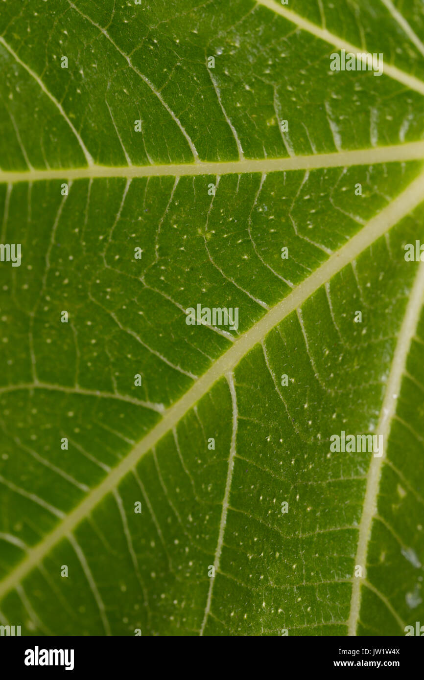 La lumière venant par une feuille de vigne Banque D'Images