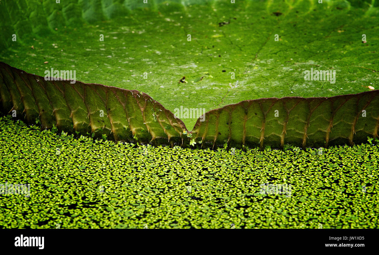 Un géant lily leaf dans un étang Banque D'Images
