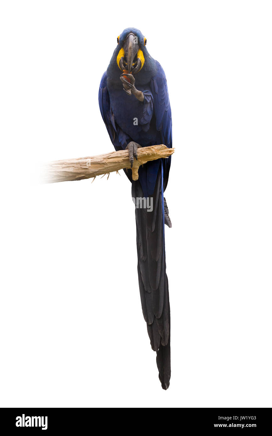 Anodorhynchus hyacinthinus Hyacinth macaw (sur fond blanc) Banque D'Images