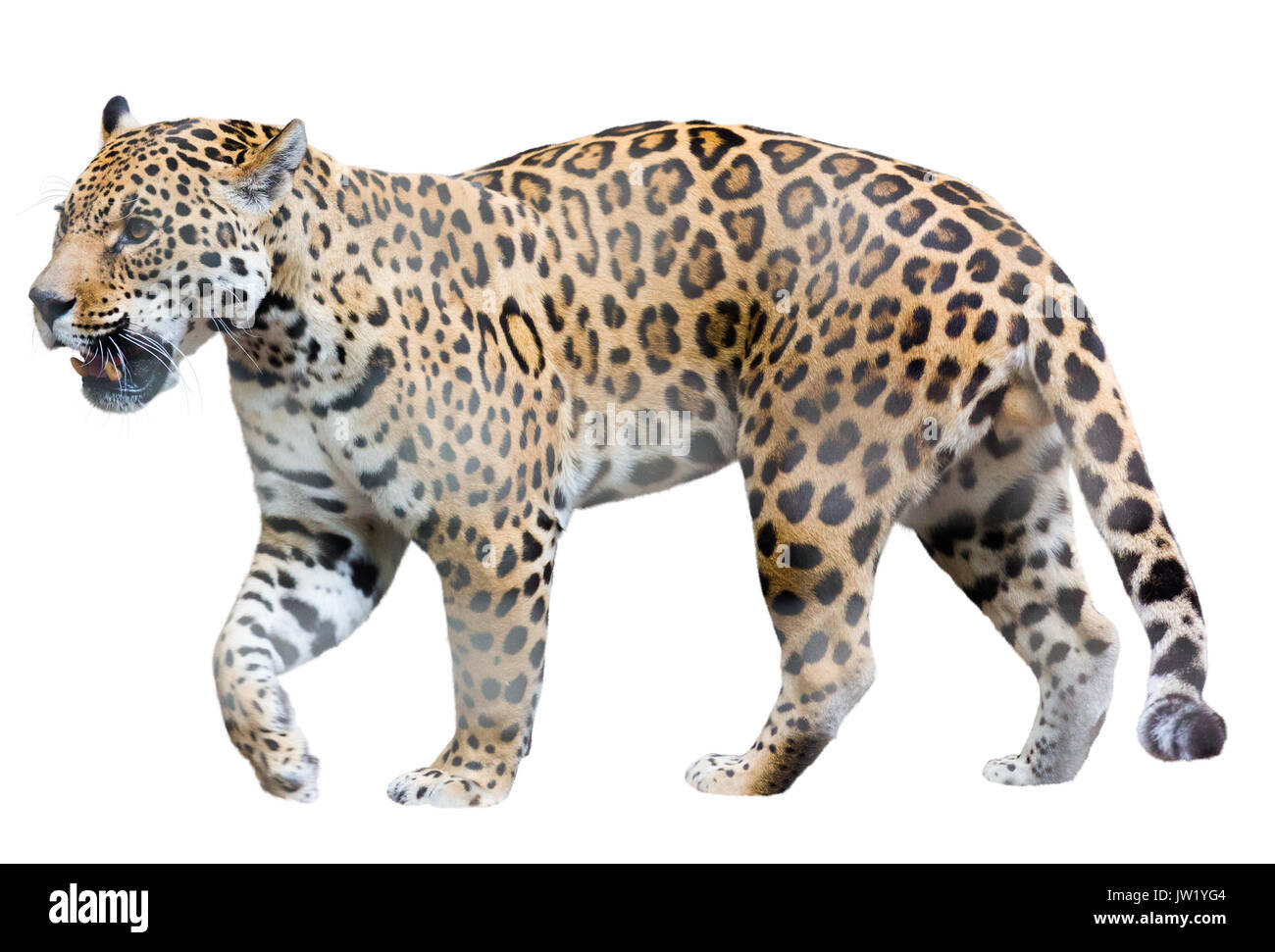 Balade jaguar. Plus isolé sur fond blanc Photo Stock - Alamy