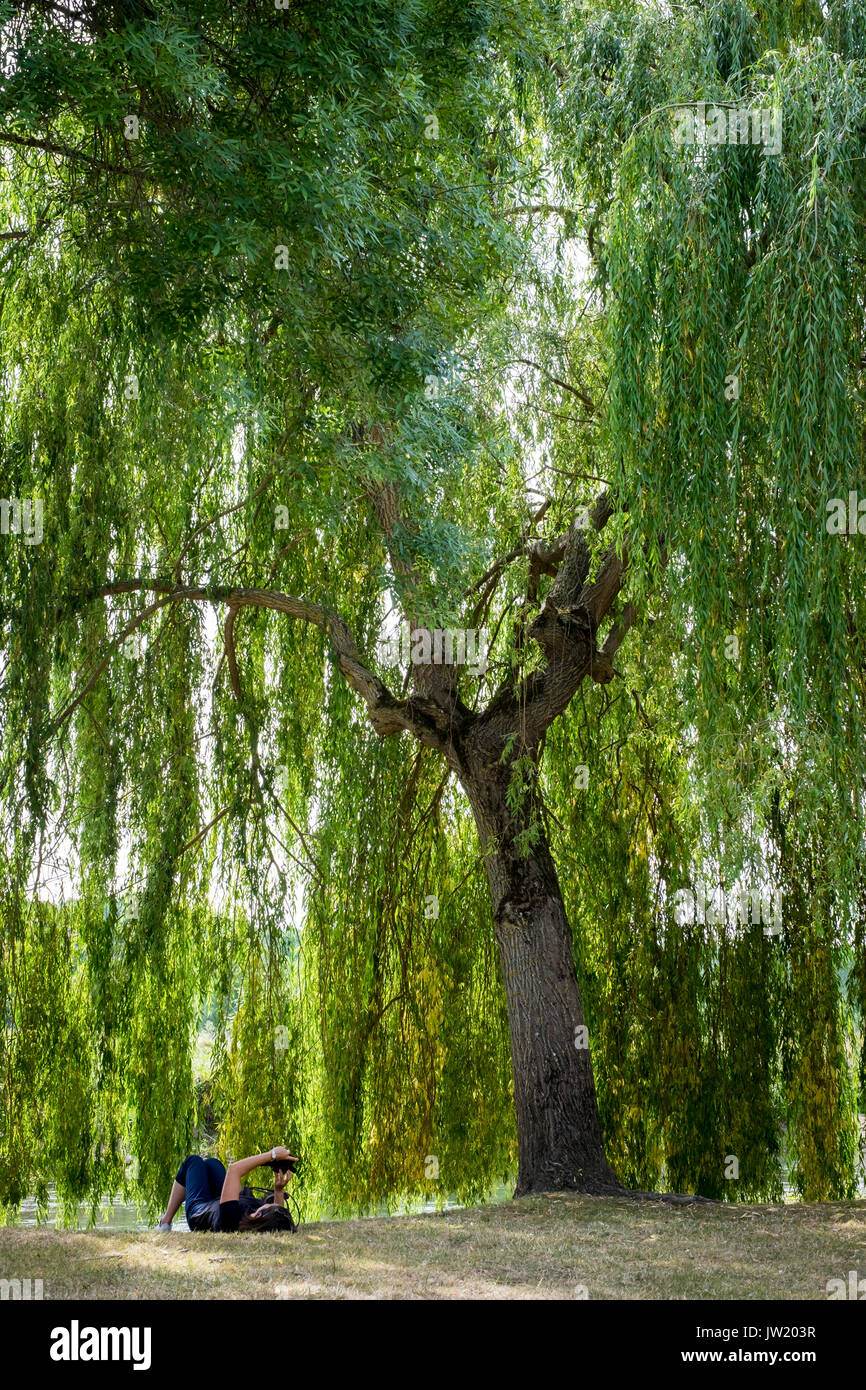 Salix babylonica, saule pleureur Banque D'Images