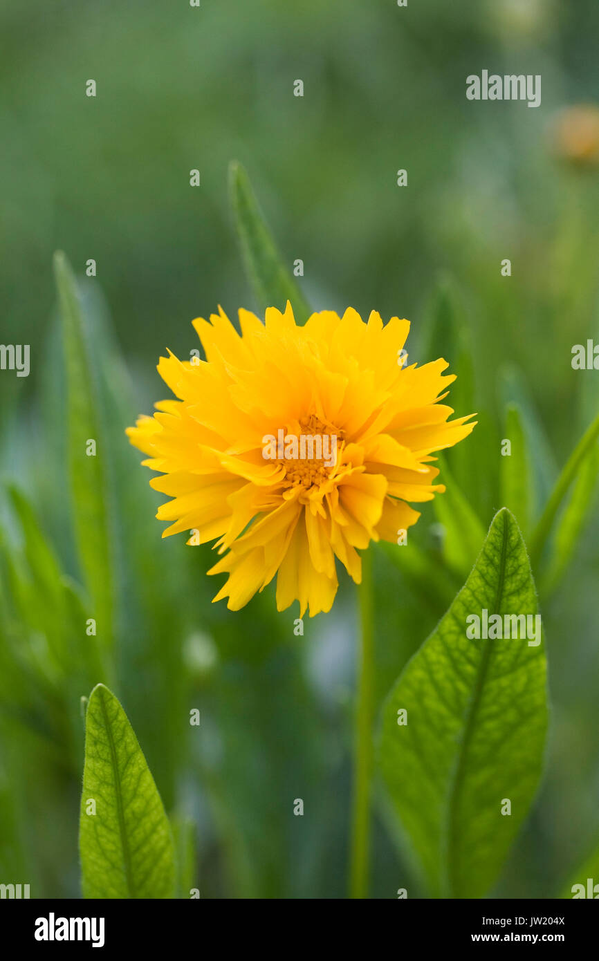 Le Coreopsis grandiflora 'Early Sunrise' fleur. Banque D'Images