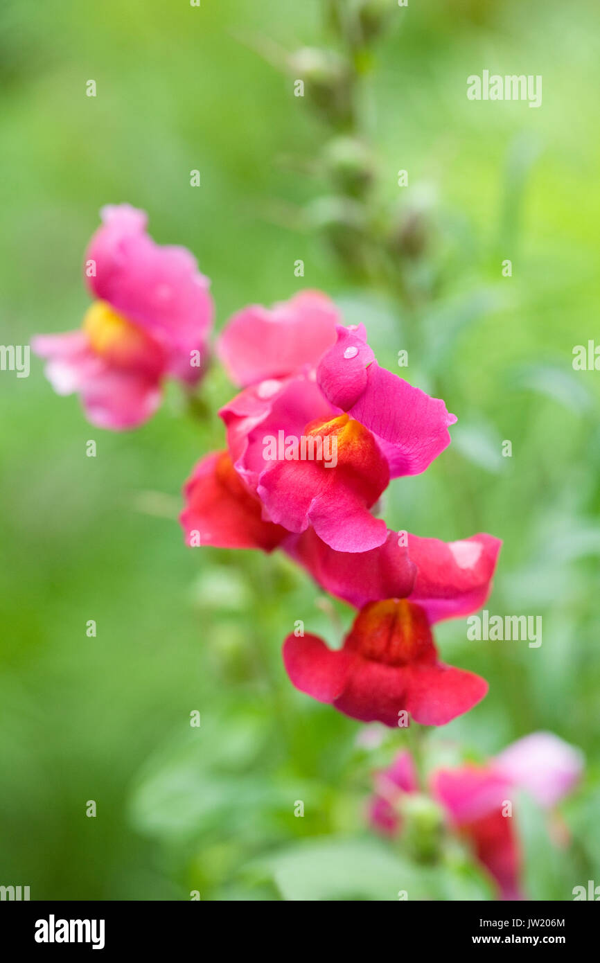 Antirrhinum majus. Muflier rose des fleurs. Banque D'Images