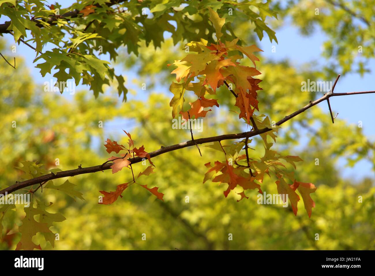 Changement de la couleur du feuillage au cours de l'automne ou de l'automne Banque D'Images