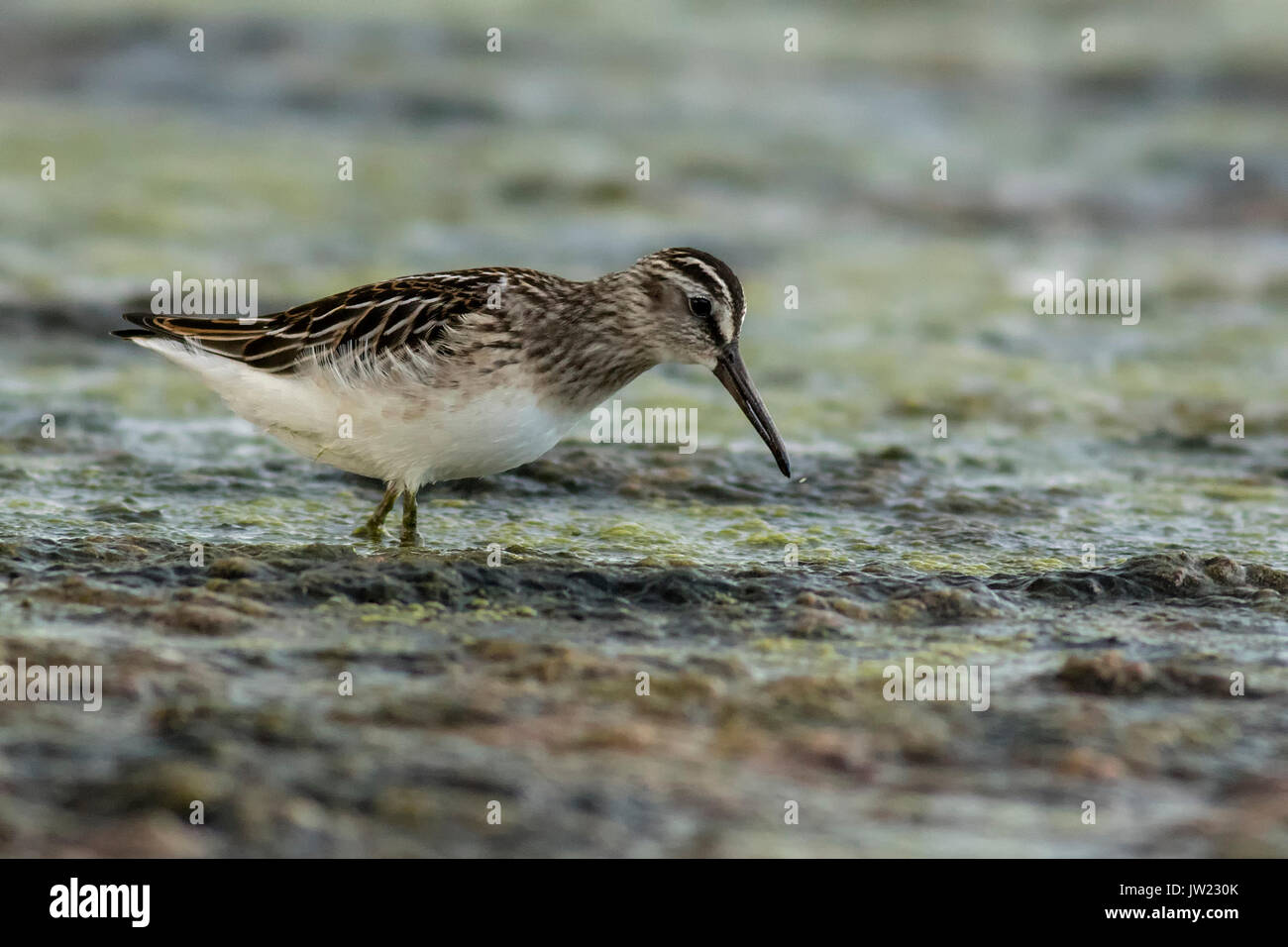 Bec large Sandpiper Banque D'Images