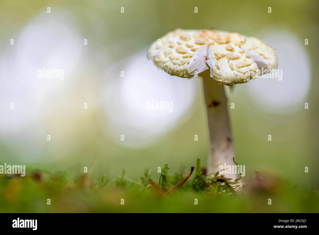 Faux plafond de la mort ; l'Amanita citrina ; en automne, Cornwall, UK Banque D'Images