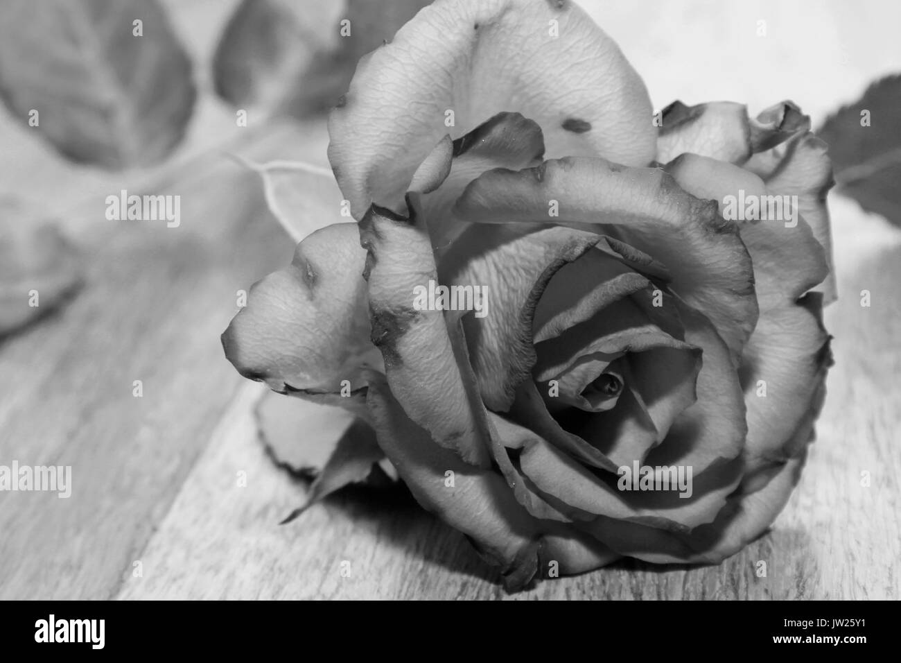 Rose Noir et Blanc Banque D'Images