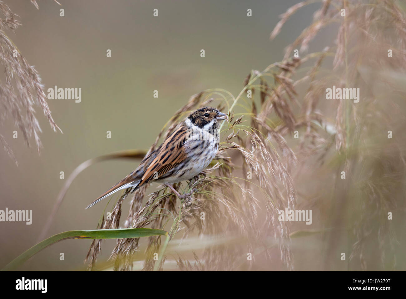 Reed Bunting; Emberiza schoeniclus Single on Reeds Cornwall; Royaume-Uni Banque D'Images